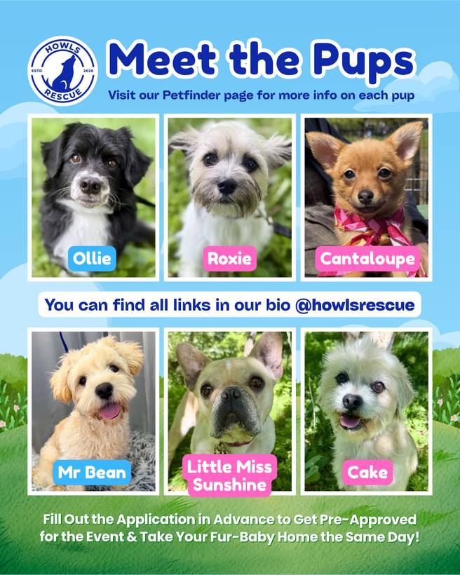 Meet the Pups graphic showing a grid of adoptable puppies with their names
