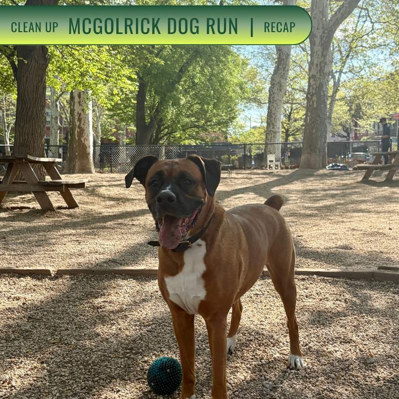 A boxer standing in the McGolrick dog run after a volunteer clean-up