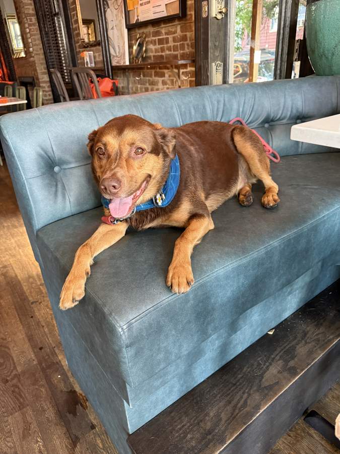 A dog stretched out asleep on a couch inside the bar after running