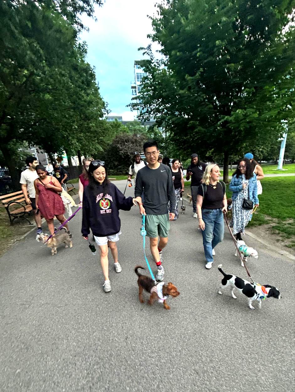 A large group of neighbors walking their dogs together through the park at dusk
