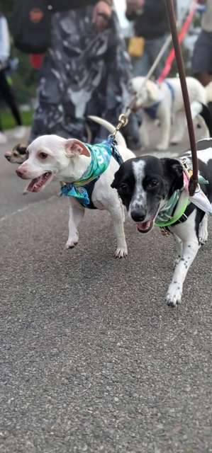 Two small dogs in bandanas walking at the front of a group pack walk through the park