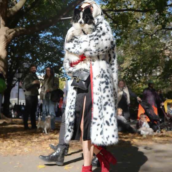 A parade entrant in a spotted faux-fur coat carrying a black and white Pomeranian