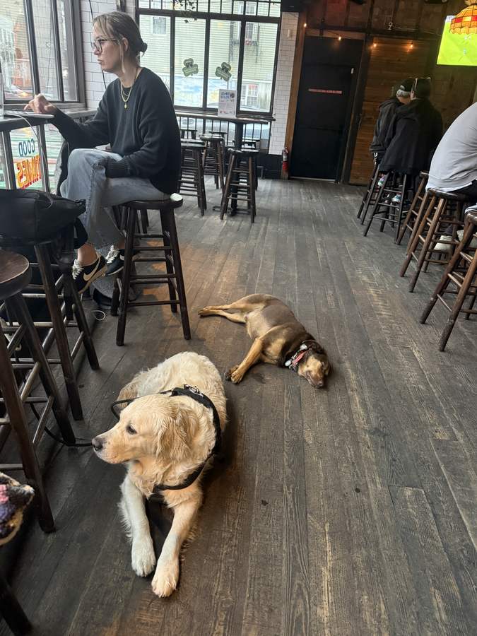 Two dogs lying on the floor of the bar among people during a Monday Run Club