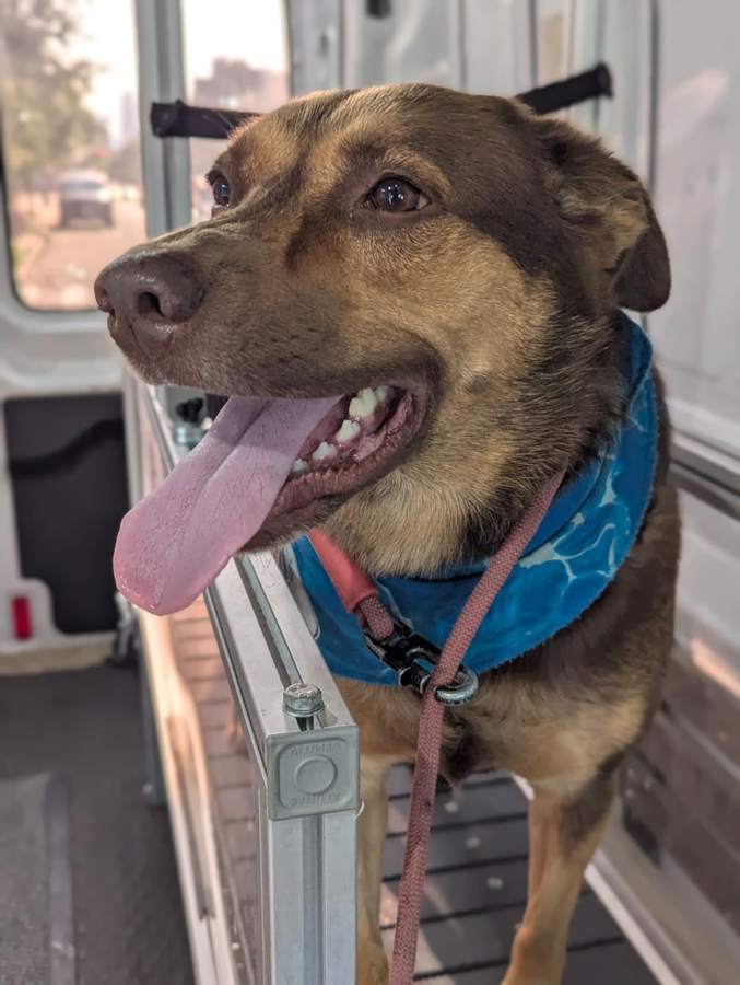 A brown dog in a blue bandana on the slatmill inside the Chase The Wheels van at Run Club